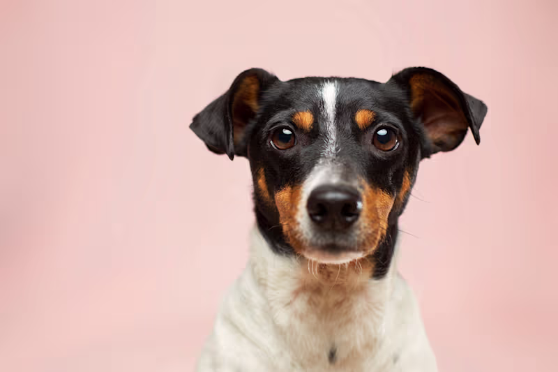 Cover image for Dogs: Our Amazing Companion
