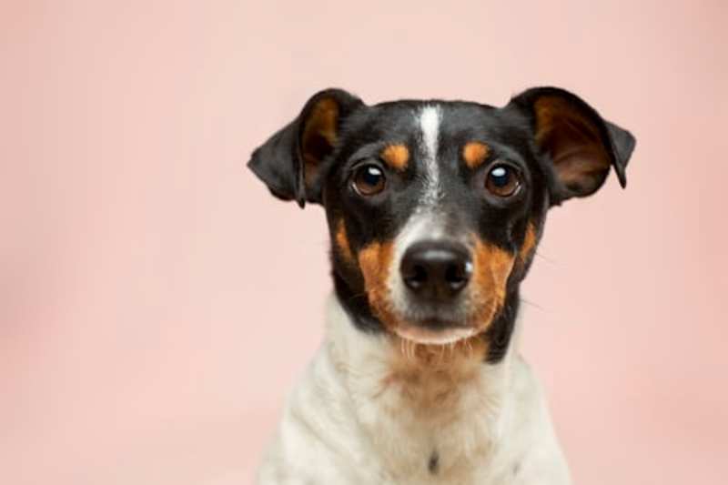 Cover image for An Image Search WebApp