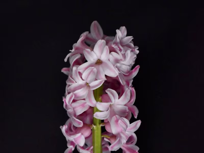 Cover image for Hyacinth Photos - Photo Editing