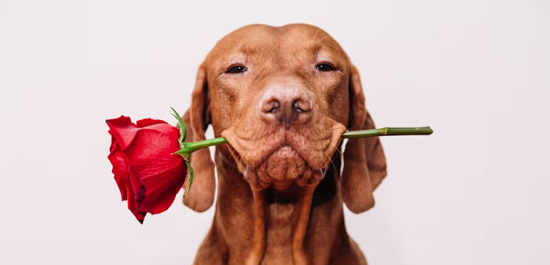 Cover image for The Best Valentine’s Day Gift for Dog Lovers Made Easy