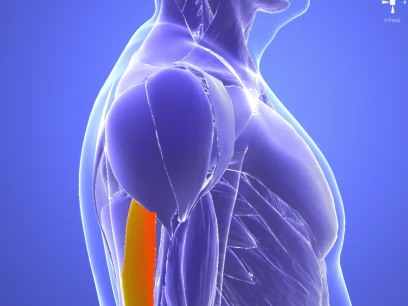 Cover image for Medical 3D Animation and Biomechanical Simulation