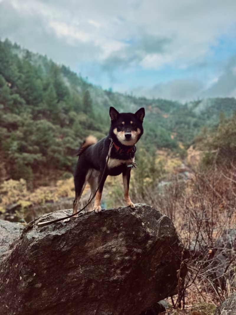 Cover image for What Is Holistic Dog Care? A Beginner’s Guide