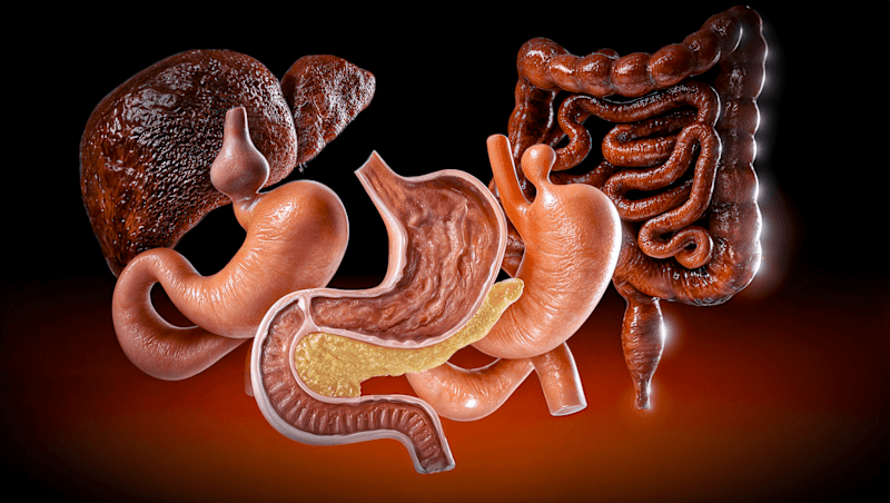 Cover image for 3D Gastrointestinal System Renderings