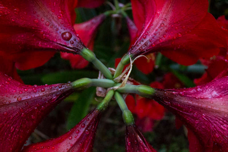 Cover image for Lifestyle & Nature Photography — Chelsea Willett Designs