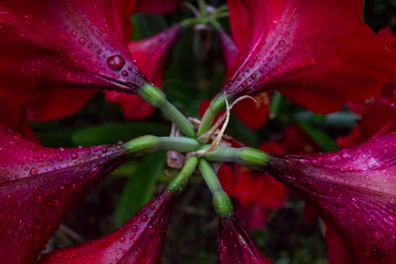 Cover image for Lifestyle & Nature Photography — Chelsea Willett Designs