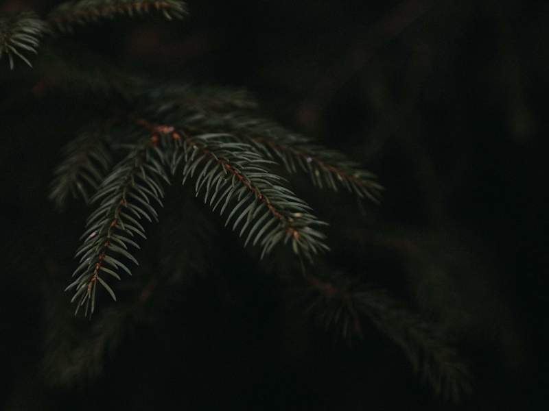 Cover image for Wild Rush
