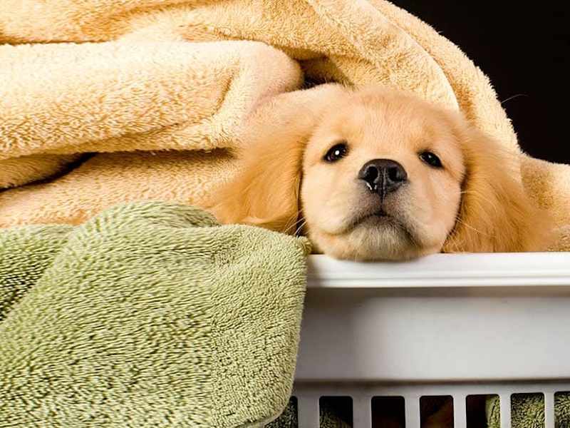 Cover image for Why Do Dogs Take Your Clothes - Wag!