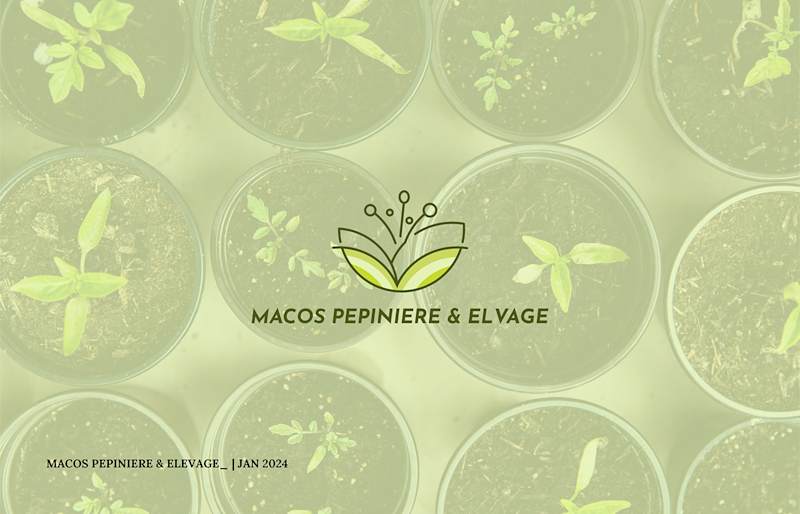 Cover image for Macos Brand Design : Behance