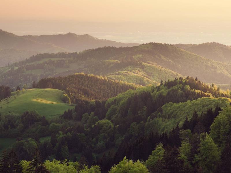 Cover image for US Forest Service