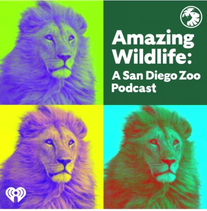 Cover image for Amazing Wildlife: A San Diego Zoo Podcast (Case Study) 