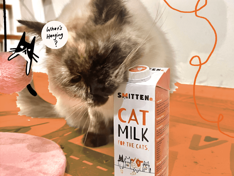 Cover image for Smitten Cat Milk