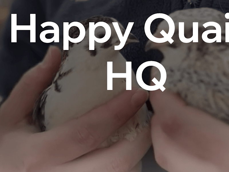 Cover image for Home | Happy Quails HQ