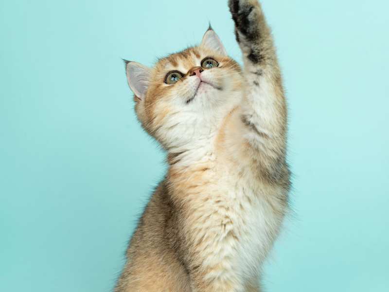 Cover image for 10 Essential Items for Your New Kitten