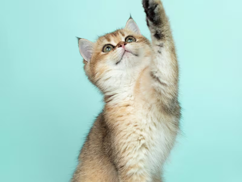 Cover image for 10 Essential Items for Your New Kitten