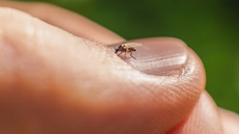 Cover image for Development of Oropouche Virus Test