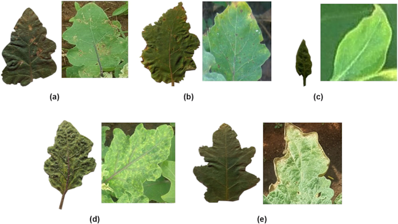Cover image for Transfer Learning Method for Tomatoes Diseases Detection