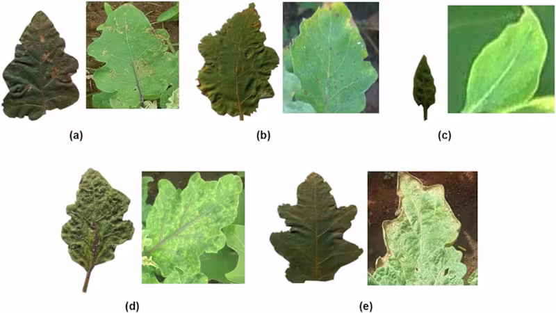 Cover image for Transfer Learning Method for Tomatoes Diseases Detection