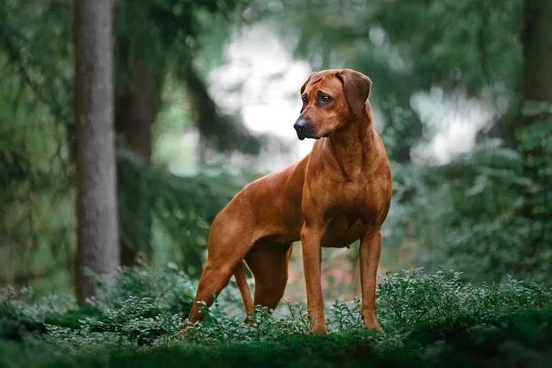Cover image for Rhodesian Ridgeback Temperament: Do They Make Good Family Dogs?
