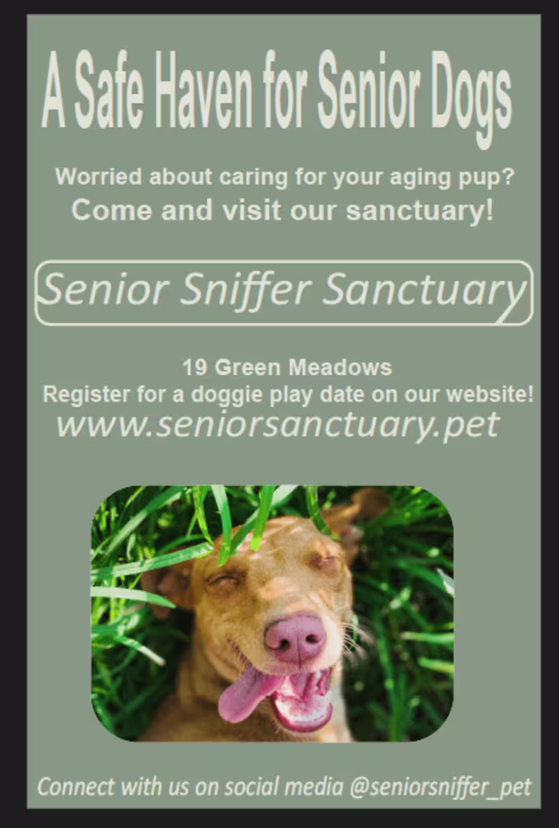 Cover image for Senior Dog Sanctuary