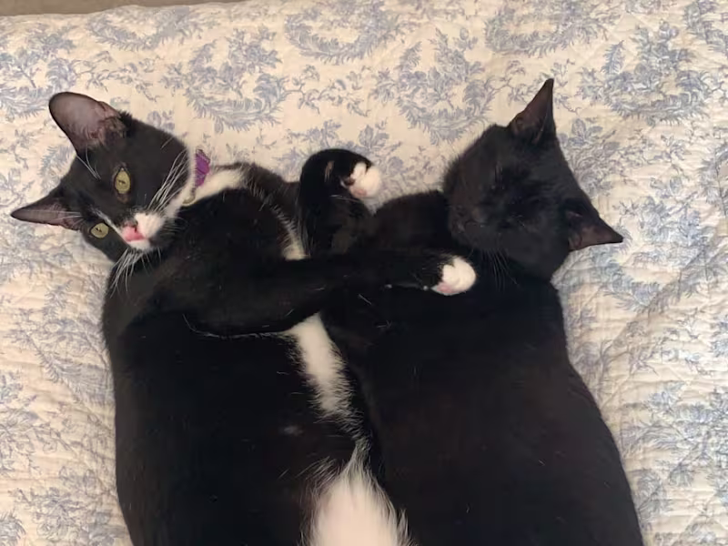 Cover image for UGC Video