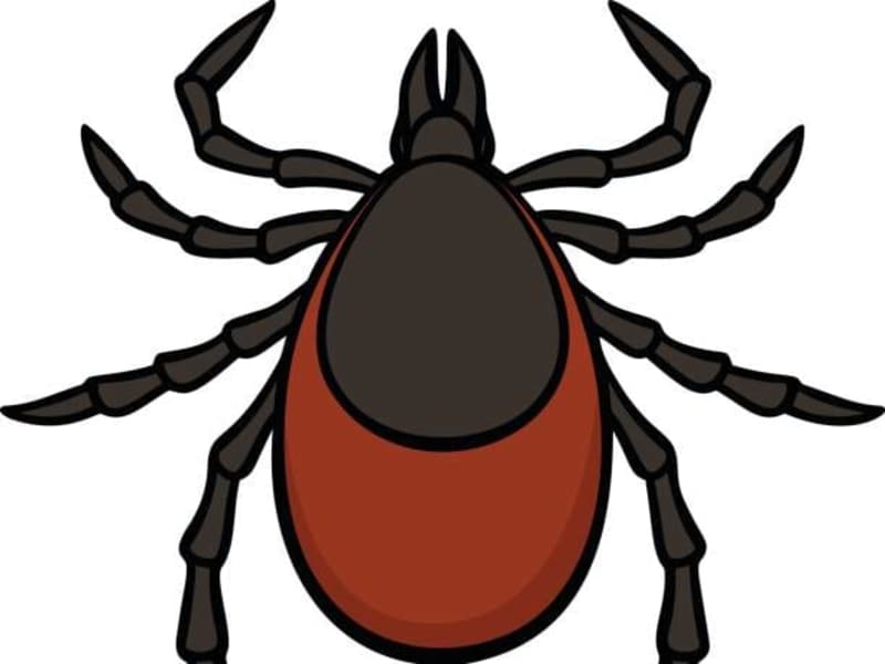 Cover image for Lyme Disease