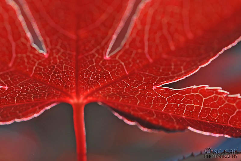 Cover image for Photography Portfolio