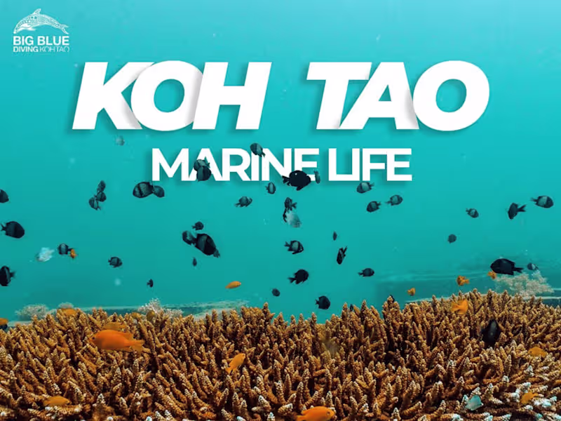 Cover image for Diving Center