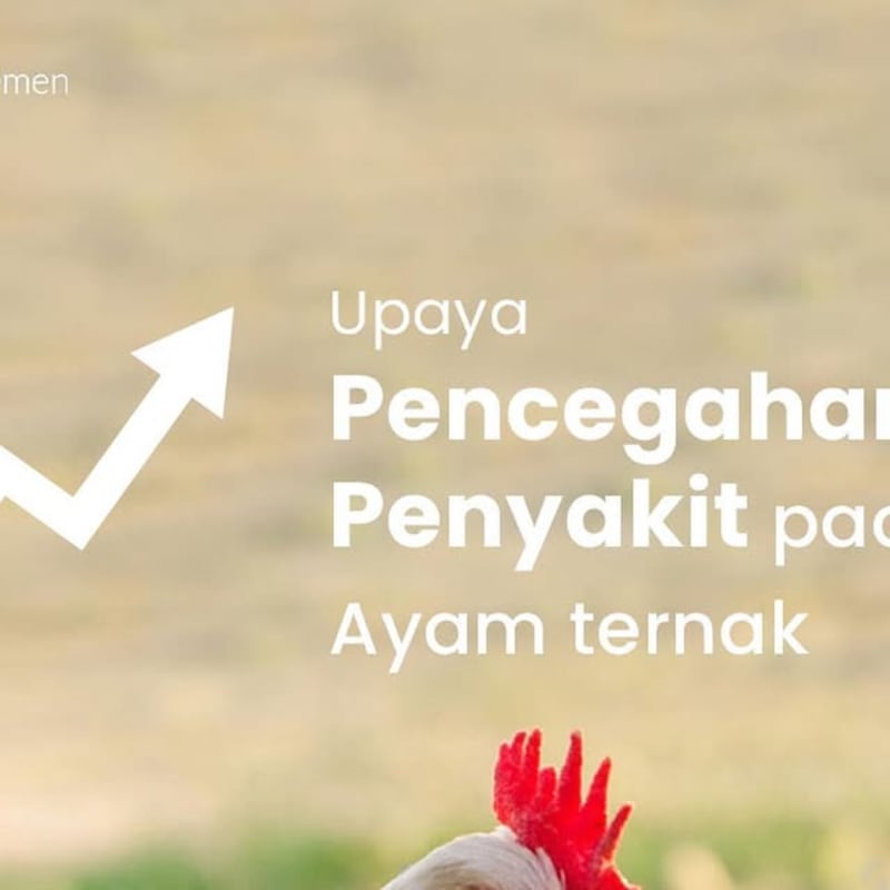 Cover image for Poultry Health Strategies Content Creation
