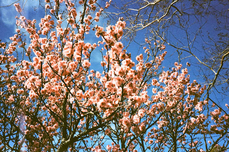 Cover image for Film Photographer