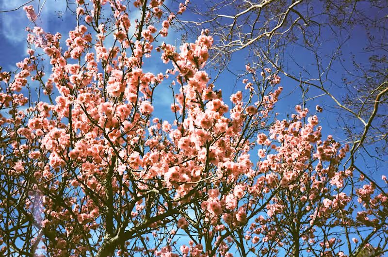 Cover image for Film Photographer