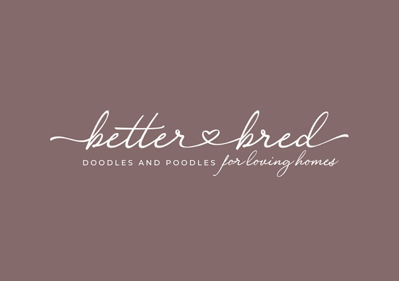 Cover image for Chic & Feminine Brand Design + Strategy for Dog Breeder 