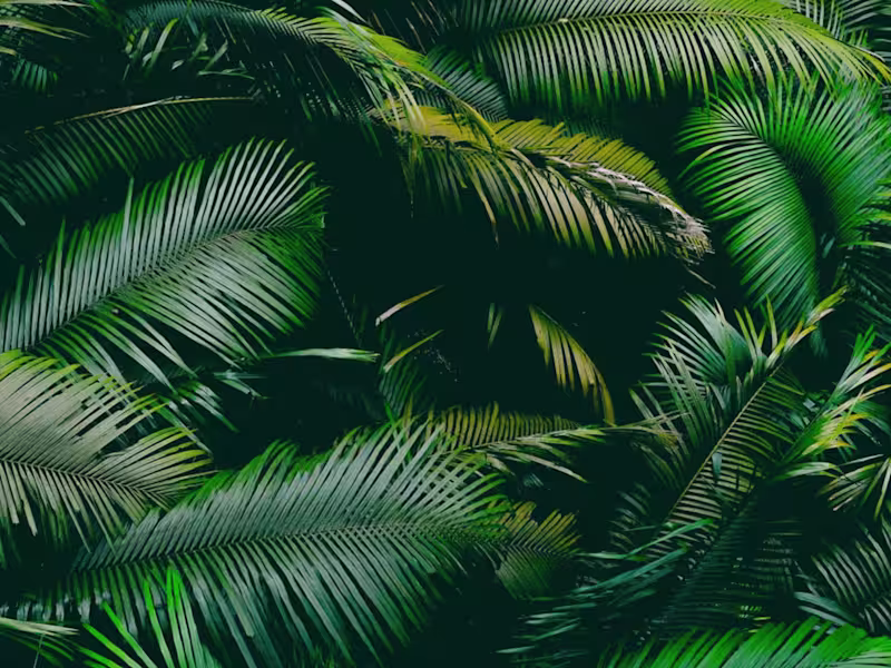 Cover image for TribeLife