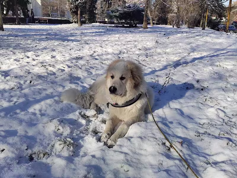 Cover image for Automation & Testing frameworks