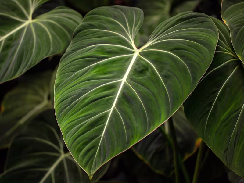 Cover image for Philodendron