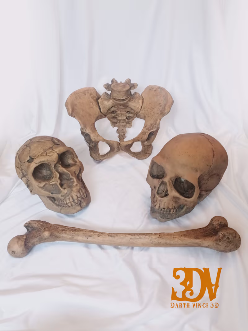 Cover image for Museum bones replicas