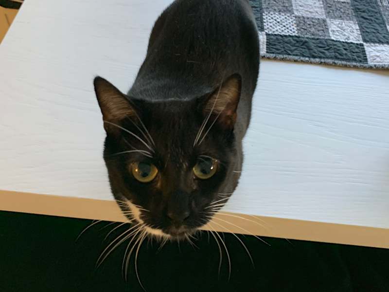 Cover image for Cat Trap