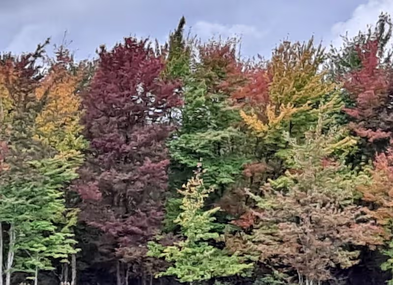 Cover image for Accounting and Financial Reporting