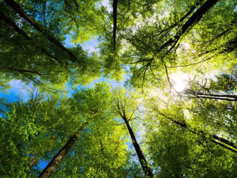 Cover image for The Beauty 