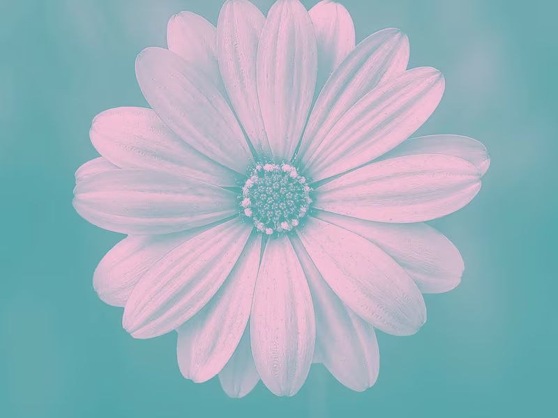 Cover image for STEP-BY-STEP WALK WITH GOD THE EVERLASTING ANCHOR