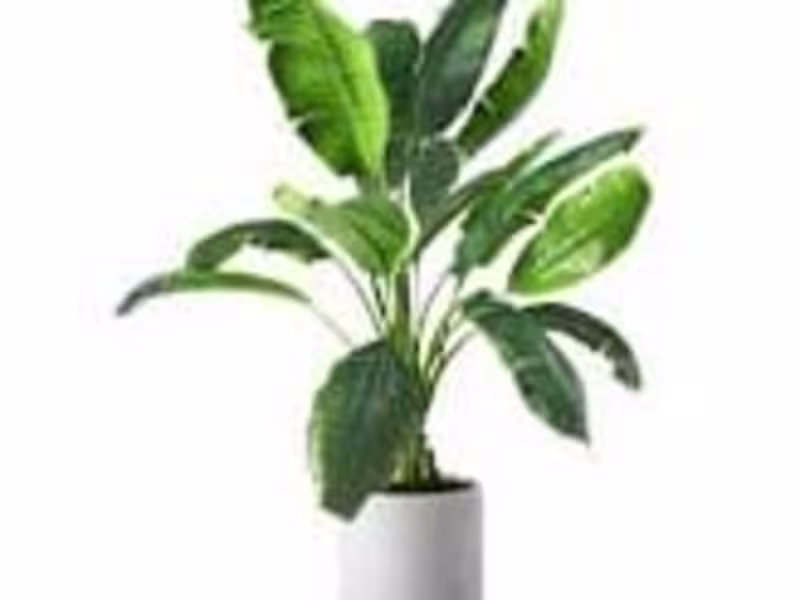 Cover image for ZEISS Myopia Management lenses