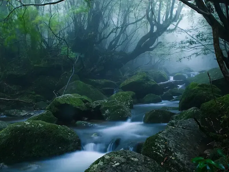 Cover image for Shinrin-Yoku: How Forest Bathing Can Make You Happier