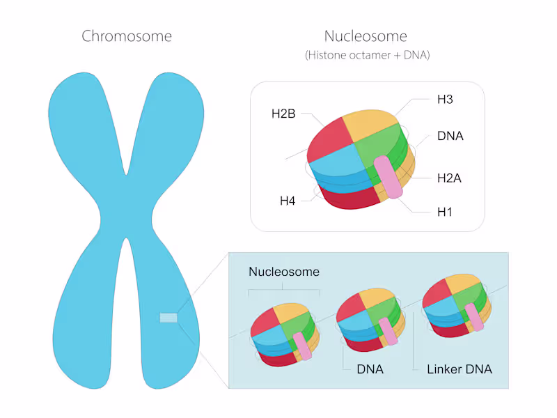 Cover image for I will create an academic grade Scientific Illustration