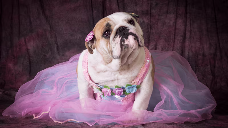 Cover image for When Can My Dog Get Pregnant? A Quick Guide to Your Pooch’s Fer…