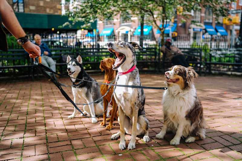 Cover image for Medical Problems of Some of Our Favorite Dog Breeds