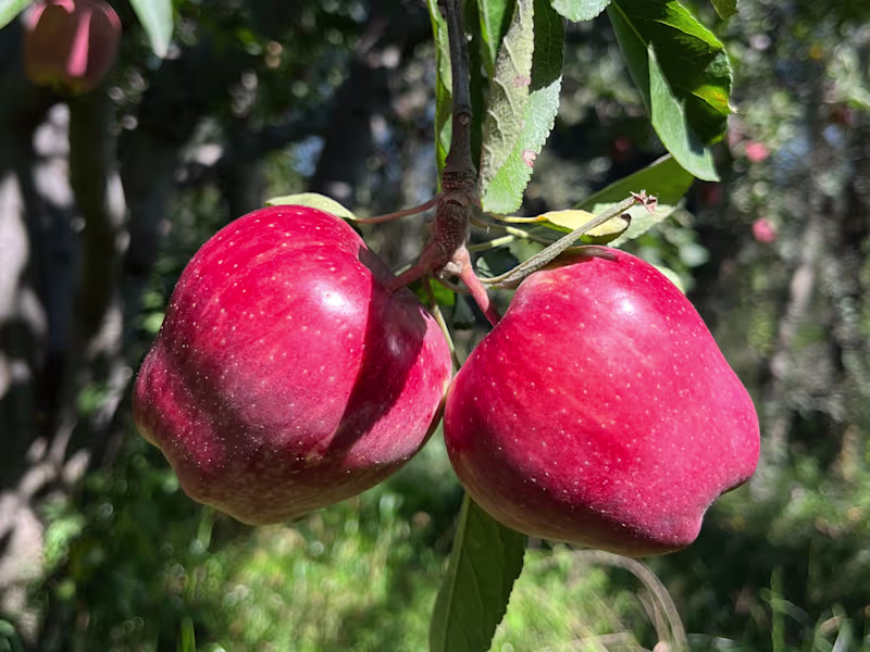 Cover image for Instagram reels 