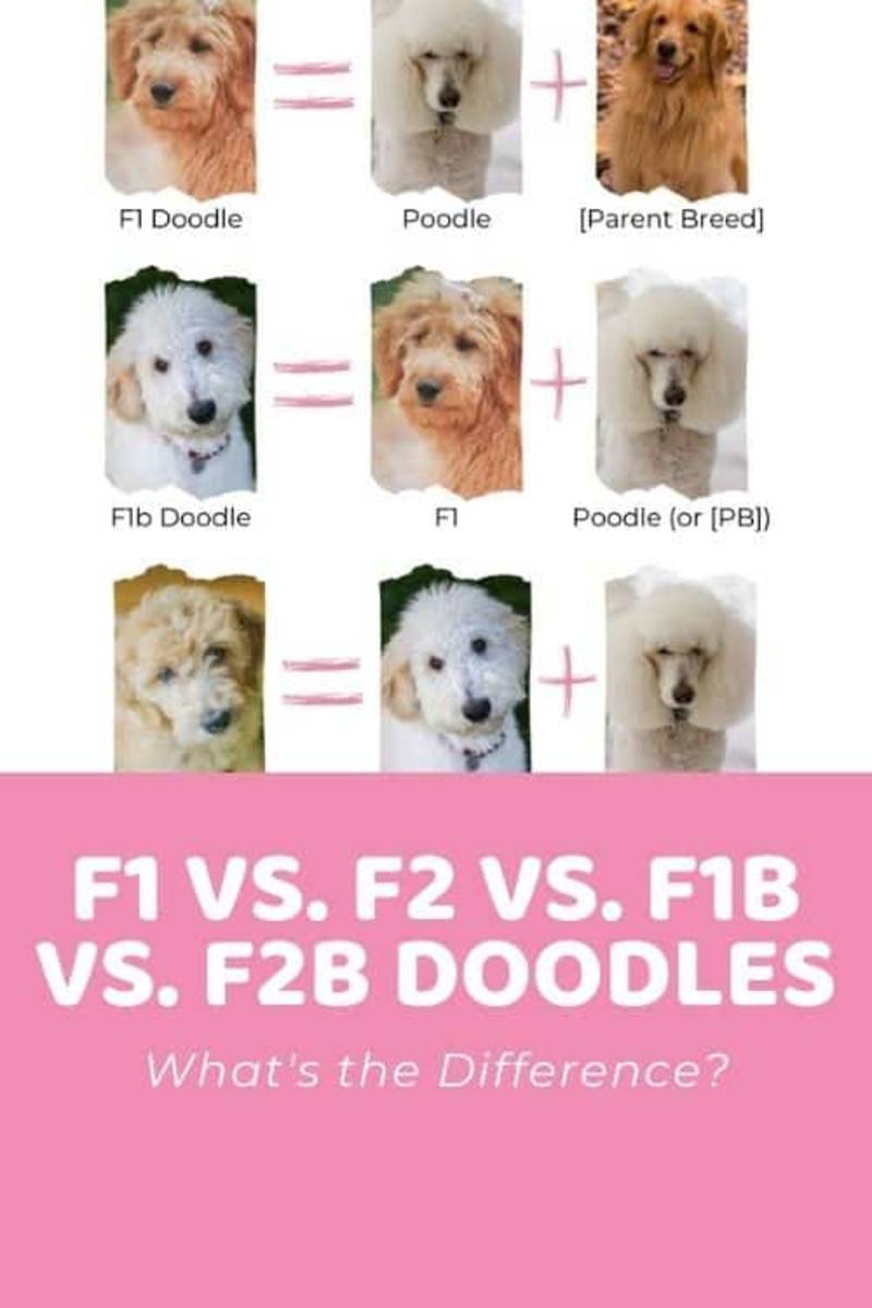 Cover image for F1 Doodle vs F2 vs F1B vs F2B: Generations Explained + Infograp…