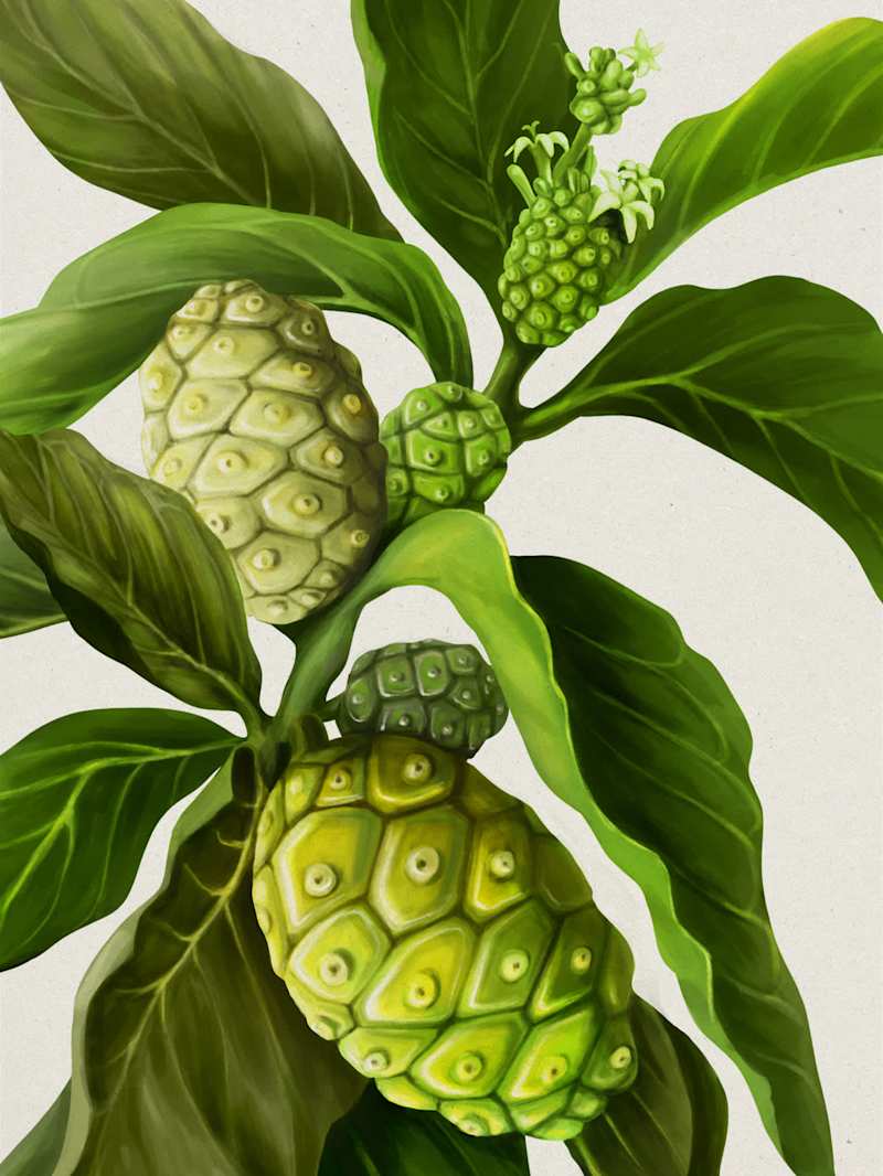 Cover image for Vitrue - Noni & Atiso Illustration for Packaging