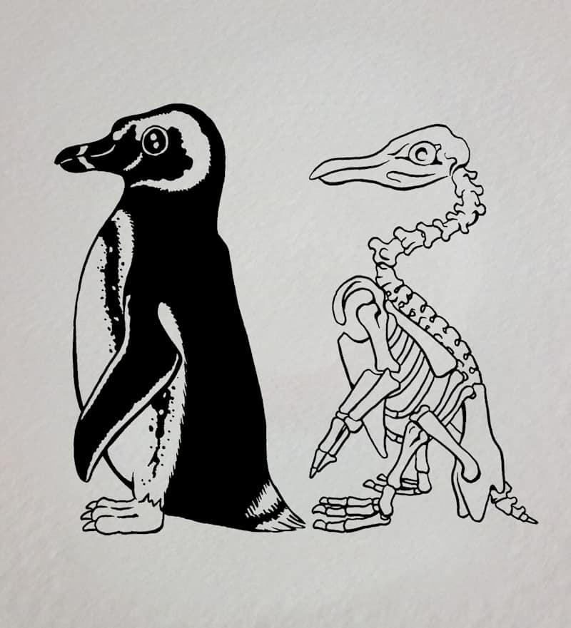 Cover image for Children's Book Illustration - Skeletal System