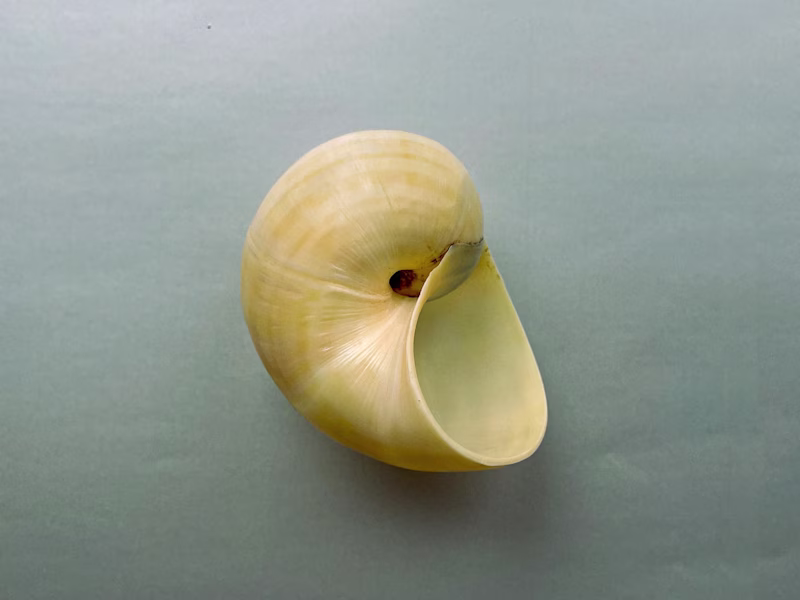 Cover image for Memorabilia