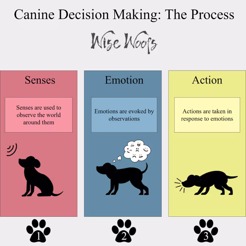 Cover image for Canine Decision Making Infographic